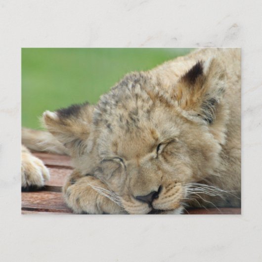 Lion 014 briefkaart (Voorkant)
