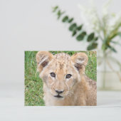 Lion 016 briefkaart (Staand voorkant)