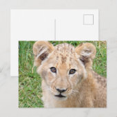 Lion 016 briefkaart (Voorkant / Achterkant)