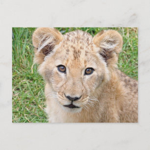 Lion 016 briefkaart