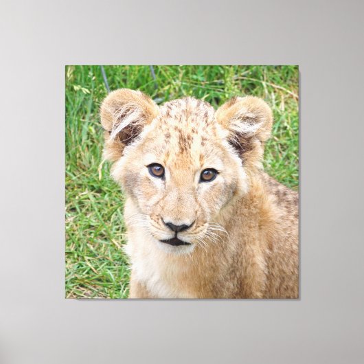Lion 016 canvas afdruk (Voorkant)