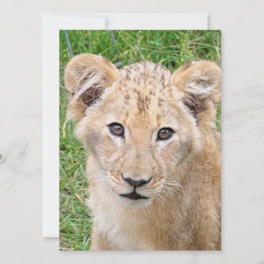 Lion 016 feestdagenkaart (Voorkant)