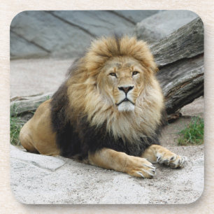Lion 020 bier onderzetter