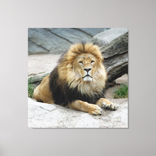 Lion 020 canvas afdruk (Voorkant)