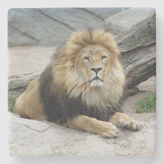 Lion 020 stenen onderzetter (Voorkant)