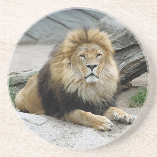 Lion 020 zandsteen onderzetter (Voorkant)