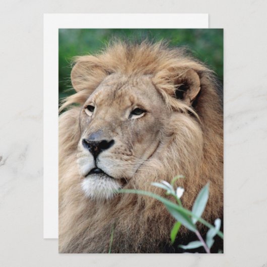 Lion 021 feestdagenkaart (Voorkant / Achterkant)