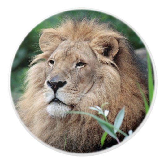 Lion 021 keramische knop (Voorkant)