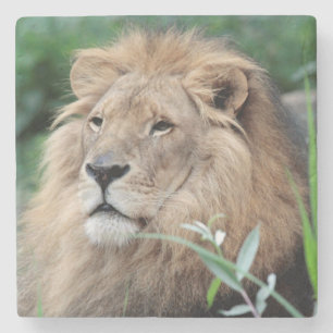 Lion 021 stenen onderzetter