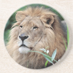 Lion 021 zandsteen onderzetter