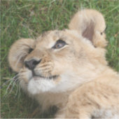 Lion 022 sticker (Voorkant)