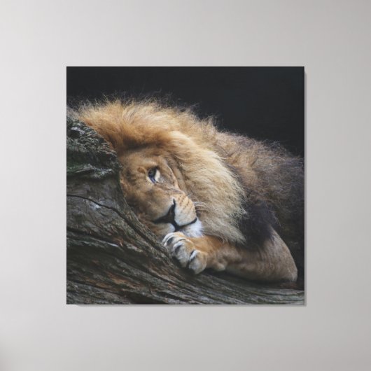 Lion 030 canvas afdruk (Voorkant)