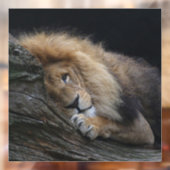 Lion 030 raamsticker (Vel 2)