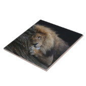 Lion 030 tegeltje (Zijkant)