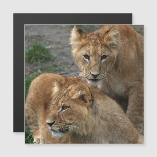 Lion 033 (Voorkant / Achterkant)