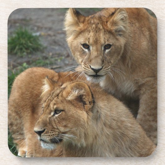 Lion 033 bier onderzetter (Voorkant)
