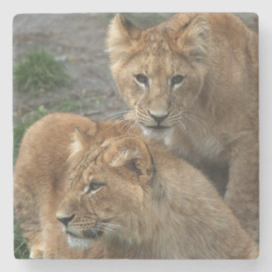 Lion 033 stenen onderzetter