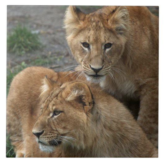 Lion 033 tegeltje (Voorkant)