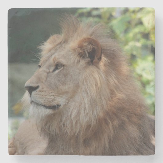 Lion 035 stenen onderzetter (Voorkant)