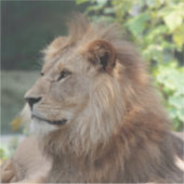 Lion 035 sticker (Voorkant)