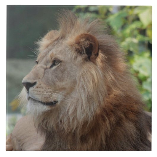 Lion 035 tegeltje (Voorkant)