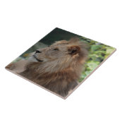 Lion 035 tegeltje (Zijkant)