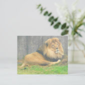 Lion #1 Briefkaart (Staand voorkant)