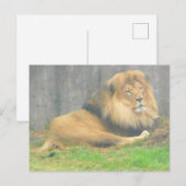 Lion #1 Briefkaart (Voorkant / Achterkant)