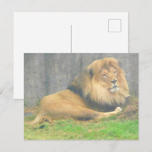 Lion #1 Briefkaart (Voorkant / Achterkant)