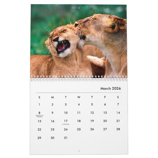 Lion [1] Wall Calendar Kalender (Mar 2026)