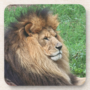 Lion_2015_0701 Drankjes Onderzetter