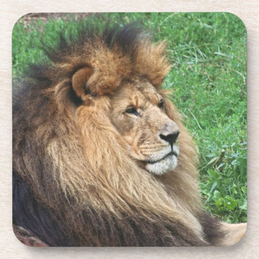 Lion_2015_0701 Drankjes Onderzetter (Voorkant)