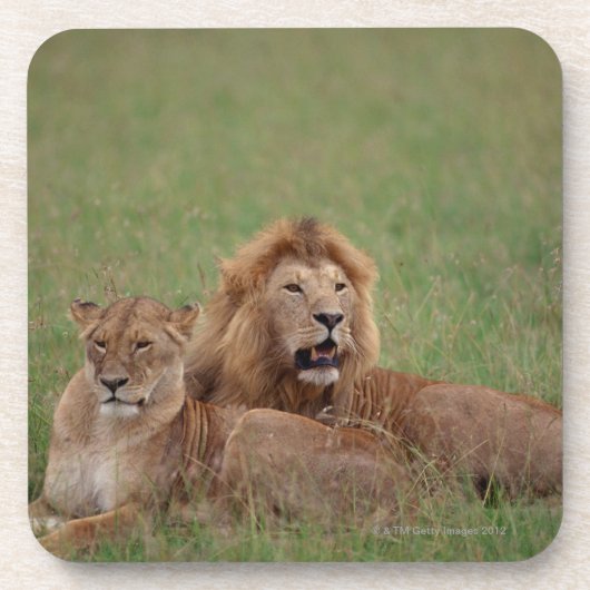 Lion 2 bier onderzetter (Voorkant)