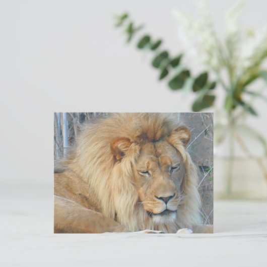 Lion #2 Briefkaart (Staand voorkant)
