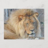 Lion #2 Briefkaart (Voorkant)