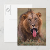 Lion 2 briefkaart (Voorkant / Achterkant)
