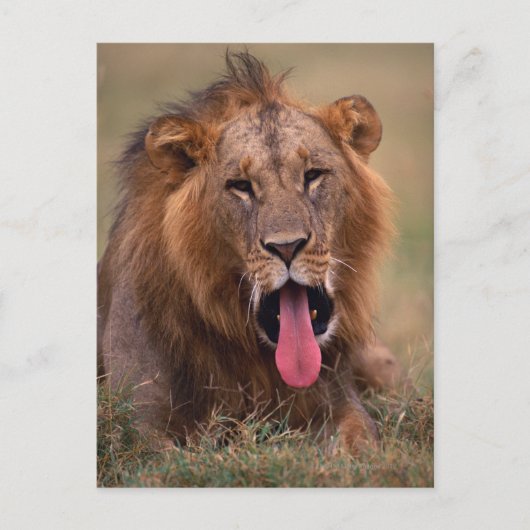 Lion 2 briefkaart (Voorkant)