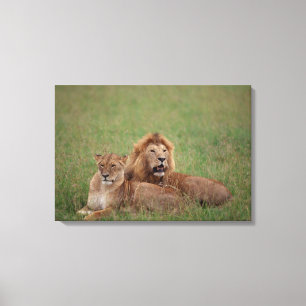 Lion 2 canvas afdruk