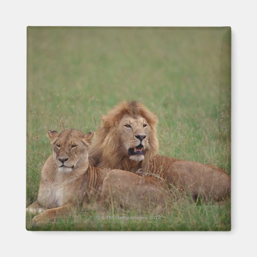 Lion 2 magneet (Voorkant)