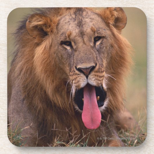 Lion 2 onderzetter (Voorkant)