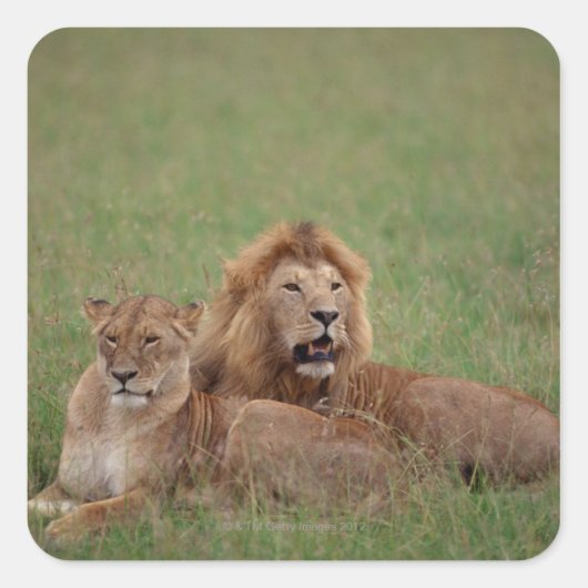 Lion 2 vierkante sticker (Voorkant)