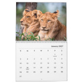 Lion [2] Wall Calendar Kalender (Jan 2027)