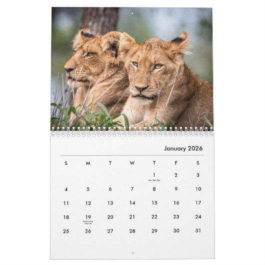 Lion [2] Wall Calendar Kalender (Jan 2026)