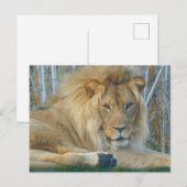 Lion #3-2 Briefkaart (Voorkant / Achterkant)