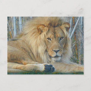 Lion #3-2 Briefkaart