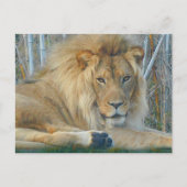 Lion #3-2 Briefkaart (Voorkant)