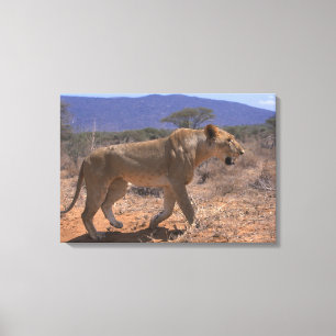 Lion 3 canvas afdruk