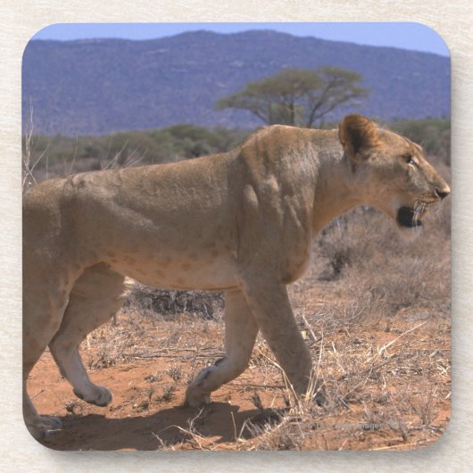 Lion 3 drankjes onderzetter (Voorkant)