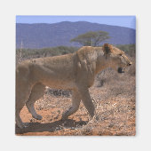Lion 3 magneet (Voorkant)