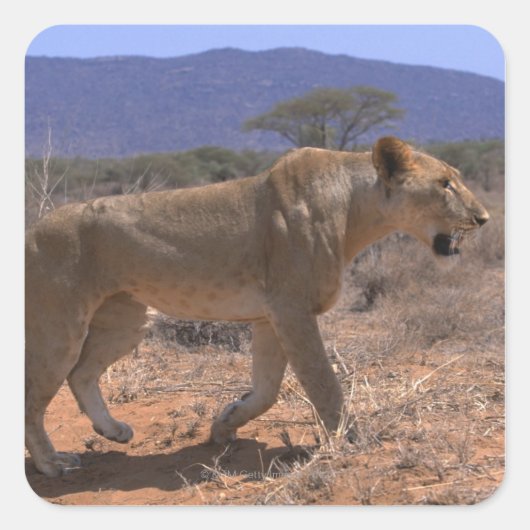 Lion 3 vierkante sticker (Voorkant)